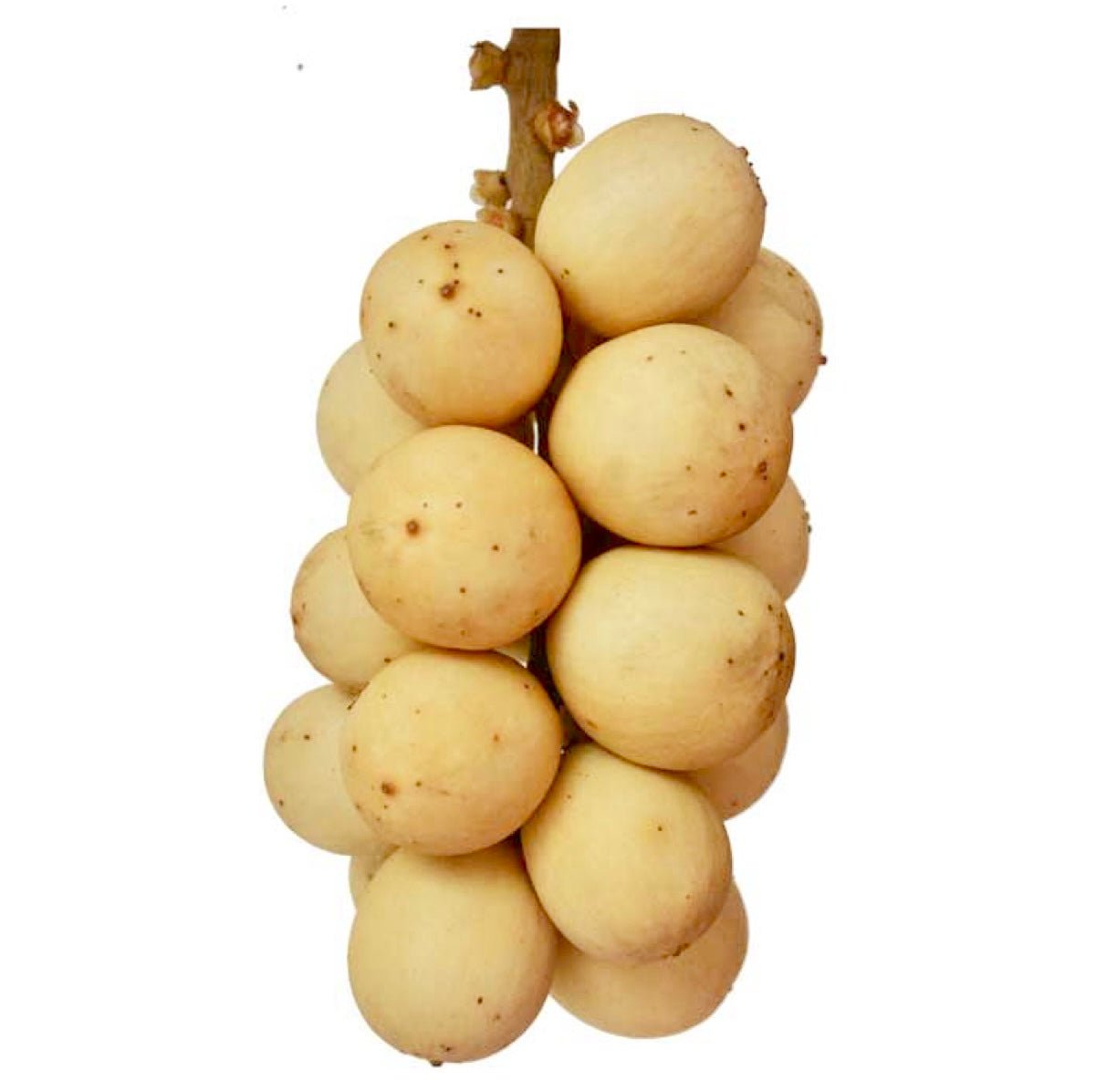 AOS Fruit - Lansones 500g - Asian Online Superstore UK