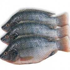 Captain Cork Frozen Tilapia 5 Pc ( Whole Gutted Scaled) 2.5kg - AOS Express